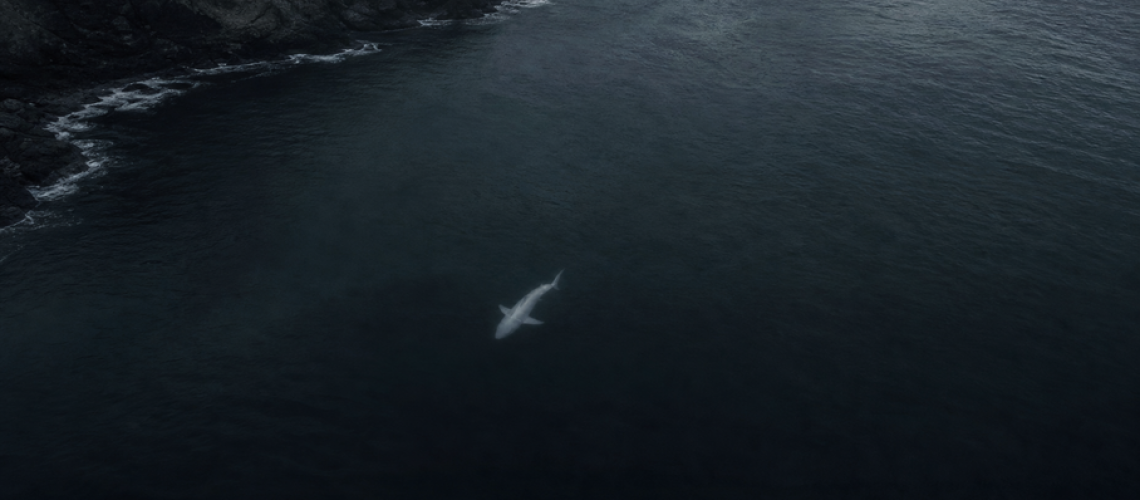 Noemie_Caron_2026-07-27_le_requin_la_peur_et_la_fabrique_du_faux_vertige.png